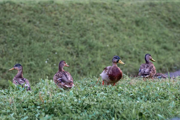 Patos selvagens em um habitat natural — Fotografia de Stock