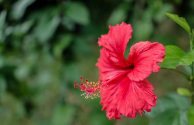 Güzel çiçek makro çekim