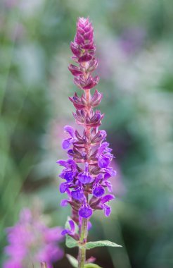 Güzel çiçek makro çekim