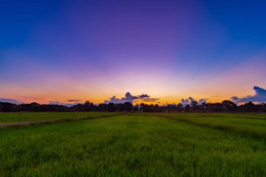 Pirinç alan ve günbatımı Chiang Mai, Tayland.