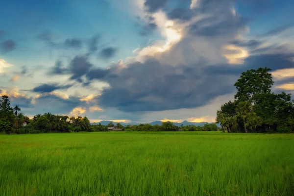 田んぼとチェンマイ タイの日没の風景 — ストック写真