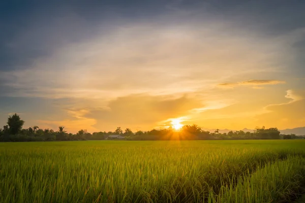 美しい田んぼとタイの夕暮れ — ストック写真