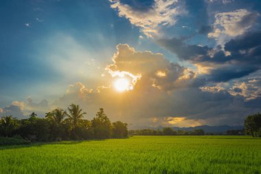 Güzel pirinç alan ve Tayland gün batımında. 