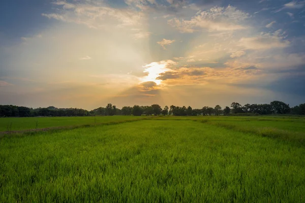 Beautiful Rice Field Sunset Thailand — Stock Photo, Image