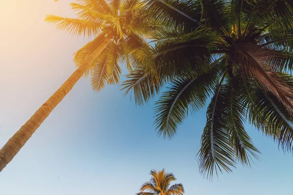 Coconut Palm Tree Tropical Coast Vintage Tone — Stock Photo, Image