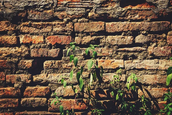 Tembok Bata Semen Dari Bangunan Penuaan Dengan Tumbuh Tanaman Hijau — Stok Foto