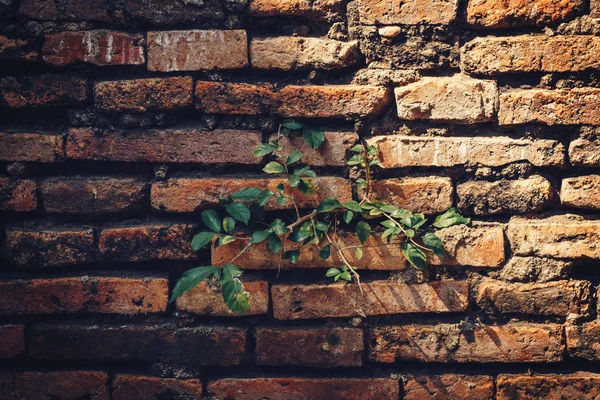 绿色植物生长的老化建筑水泥砖墙 — 图库照片