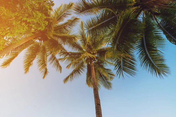 Кокосова Пальма Тропічному Узбережжі Острові Пляж Вінтажним Тоном — стокове фото