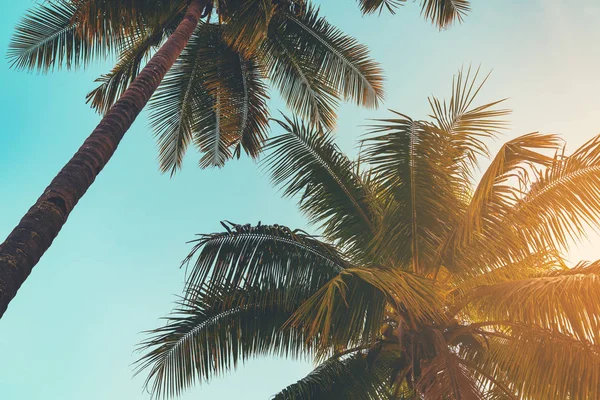 Кокосова пальма на тропічному узбережжі на острові пляж з вінтажним — стокове фото
