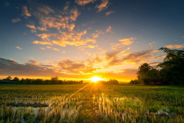 自然风景 美丽的稻田和泰国日落. — 图库照片