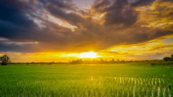 全景自然风景秀丽的日落和稻田农业 — 图库照片