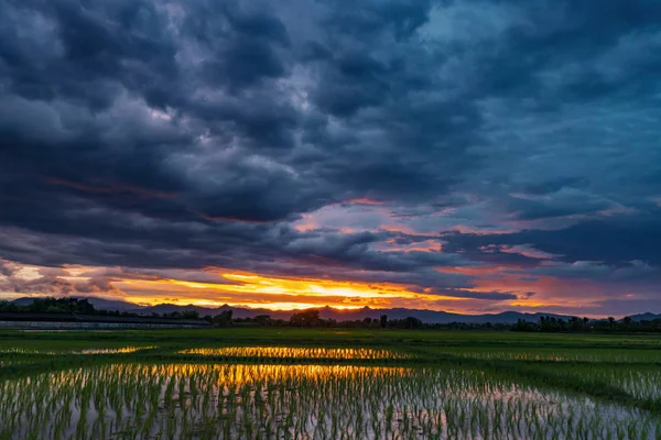 自然の風光明媚な美しいフィールドの夕日と嵐の雲と緑 — ストック写真