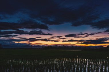 Doğal doğal güzel günbatımı ve pirinç tarlası tarım geri