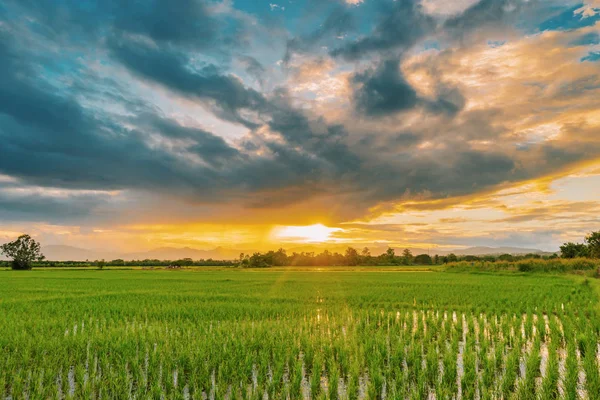 Natural scenic beautiful sunset and rice field agricultural back — Stock Photo, Image