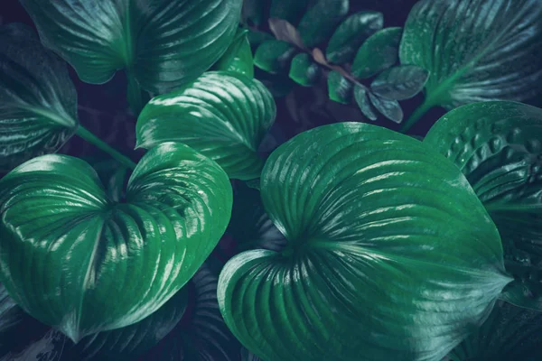 Folha folhagem tropical natureza verde escuro fundo — Fotografia de Stock