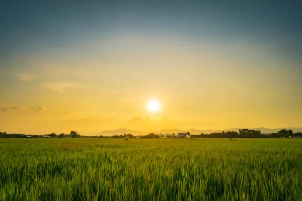 Naturale scenico bel tramonto e campo di riso agricolo indietro — Foto Stock