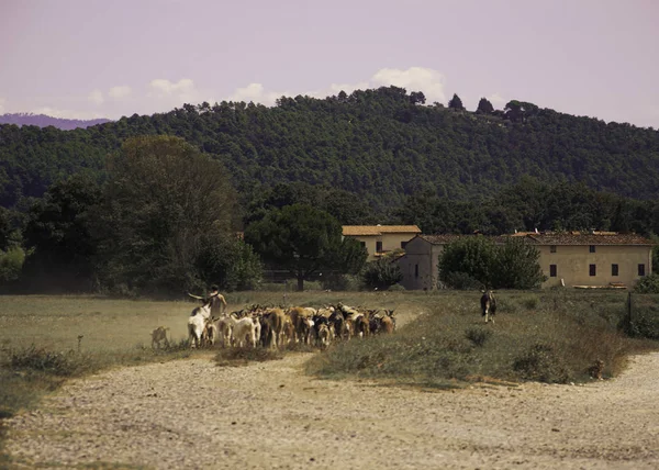 Lucca yakınlarındaki çoban çoban hayvanlarını