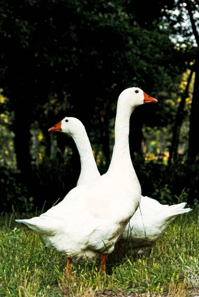 Deux oies blanches tournées dans des directions opposées — Photo