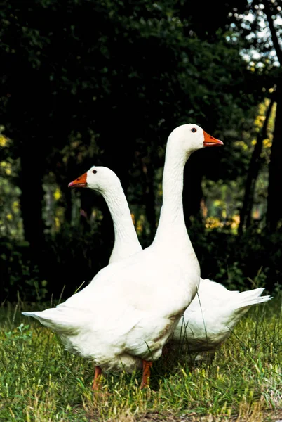 Twee witte gans geconfronteerd in tegengestelde richtingen — Stockfoto