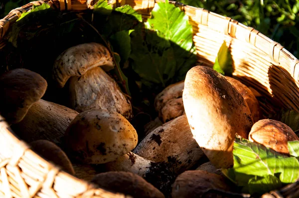 Kompozycja Jesienna z grzybami w koszyku — Zdjęcie stockowe