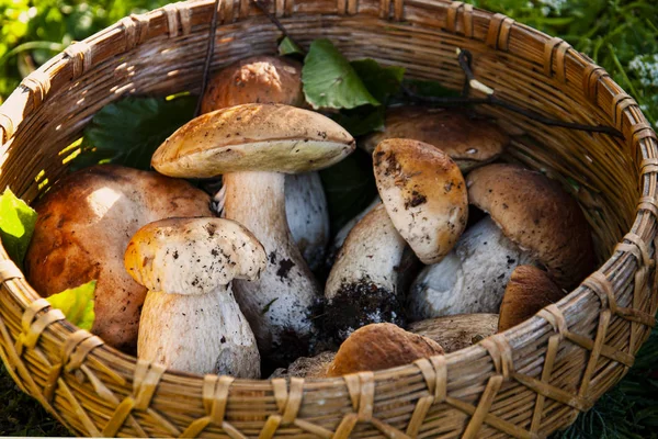 Composição de outono com cogumelos em uma cesta — Fotografia de Stock