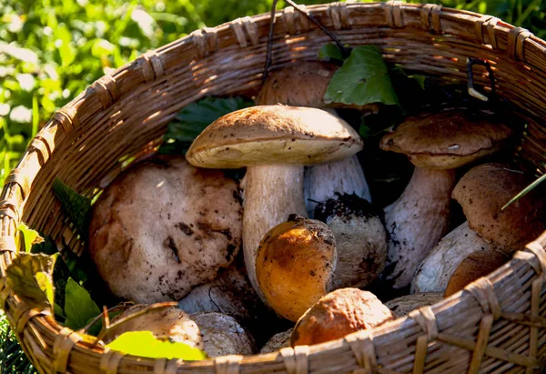 Herbstkomposition mit Pilzen im Korb — Stockfoto