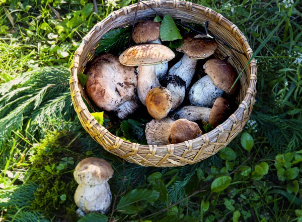 Höst komposition med champinjoner i korg — Stockfoto