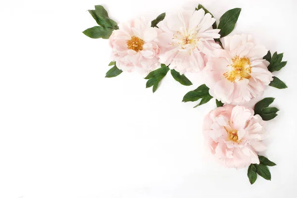 Photo de stock de style féminin avec des fleurs pivoines roses et des feuilles isolées sur fond blanc. Couché à plat, vue de dessus. Motif floral, composition d'angle . — Photo