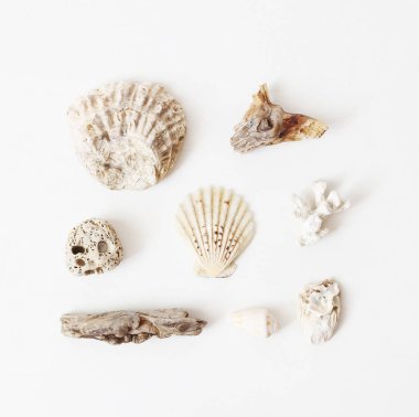 Egzotik deniz kabuklarını bileşimi, istiridye, mercan, çakıl taşı ve driftwooden dallarda beyaz arka plan masa. Yaz tatil veya deniz gıda kavramı. Düz yatıyordu, en iyi görünüm. Doğal deniz tasarım, kare.