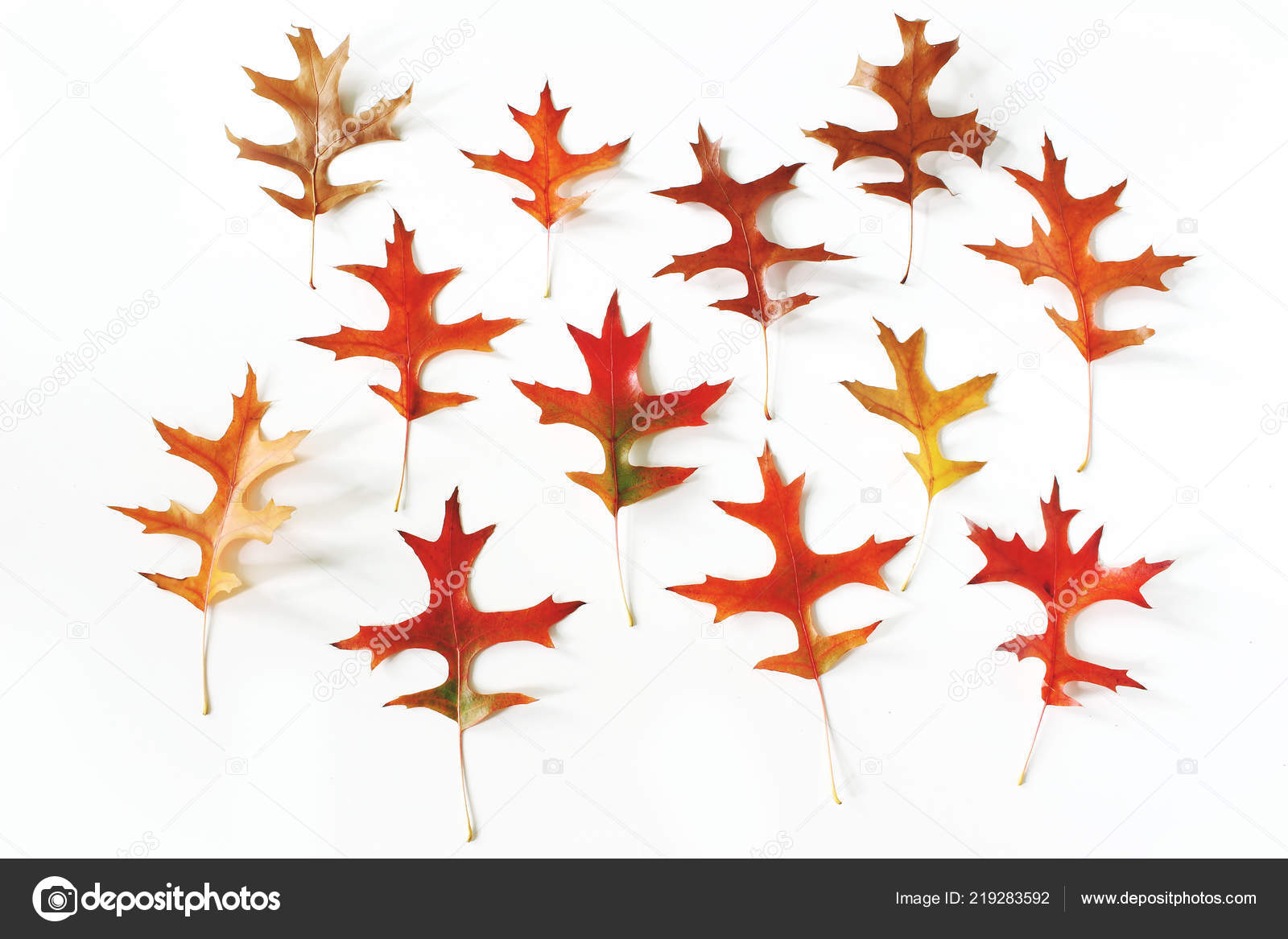 colorful oak leaves pattern on white table background modern autumn
