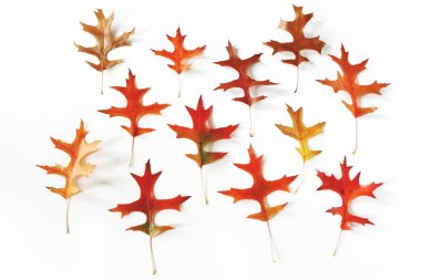 Beyaz masa arka plan üzerinde renkli meşe yaprağı deseni. Modern sonbahar kompozisyon tarz. Sonbahar tasarım. Şükran günü kavramı. Düz yatıyordu, en iyi görünümü.