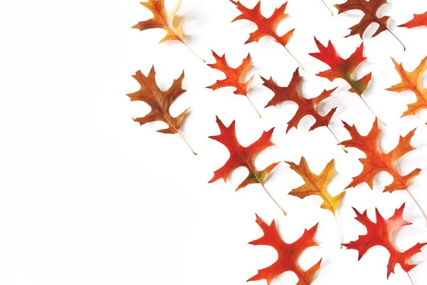 Sada barevné dubové listí na tabulky bílé pozadí. Moderní podzim stylem složení, Botanický vzor. Návrh na podzim. Dekorativní roh, Wikipédii. Plochá ležel, horní pohled. — Stock fotografie