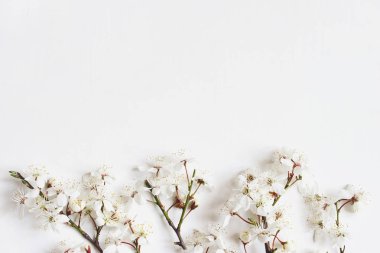 Bahar afiş. Prunus çiçekler, Beyaz ahşap arka plan üzerinde izole kiraz çiçekleri beyaz. Düz kadınsı kompozisyon, üstten görünüm tarz yatıyordu. Çiçek desenli. Paskalya kavramı.
