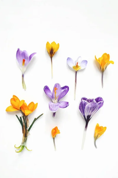 Spring, Easter floral composition. Yellow and violet crocuses flowers isolated on white wooden background. Styled stock photo. Flat lay, top view.