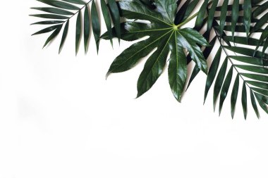 Egzotik doğa tarz fotoğraf, orman kompozisyon. Yeşil palmiye ve aralia beyaz masa arka plan üzerinde izole bırakır. Tropik yaz tatili, tatil konsepti. Düz yatıyordu, üstten bak. Çiçek çerçeve, web afiş