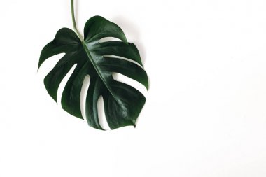 Koyu yeşil Monstera deliciosa yaprak beyaz masa backgound izole. İsviçre peynir bitkisi. Tropik orman, yaz konsepti. Modern yemyeşil yeşillikler, ev bitkisi. Düz döşeme, üst görünüm.