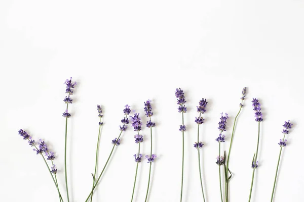 सफेद टेबल पृष्ठभूमि पर अलग बैंगनी लैवेंडर फूल खिलते हैं। सजावटी पुष्प फ्रेम, Lavandula officinalis के साथ वेब बैनर। फ्रेंच ग्रीष्मकालीन डिजाइन, अरोमाथेरेपी अवधारणा। स्वस्थ सुगंधित जड़ी बूटी . — स्टॉक फ़ोटो, इमेज