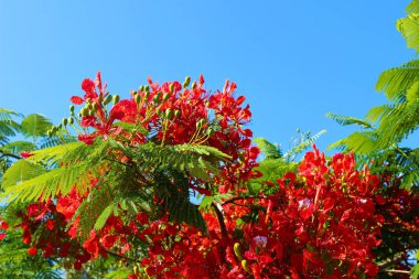 Çiçek açan alev ağacı, tatil bahçesinde Kraliyet Poinciana Delonix Regia. Madagaskar adadan tropikal dekoratif endemik ağaç türleri. Kırmızı çiçekler, yaprakları ve yeşil yaprakları ve mavi gökyüzü, seçici