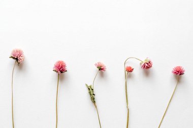 Beyaz Kağıt arka plan üzerinde pembe kuru çiçekler. Romantik çiçekler. Üstten Görünüm, düz yatıyordu.