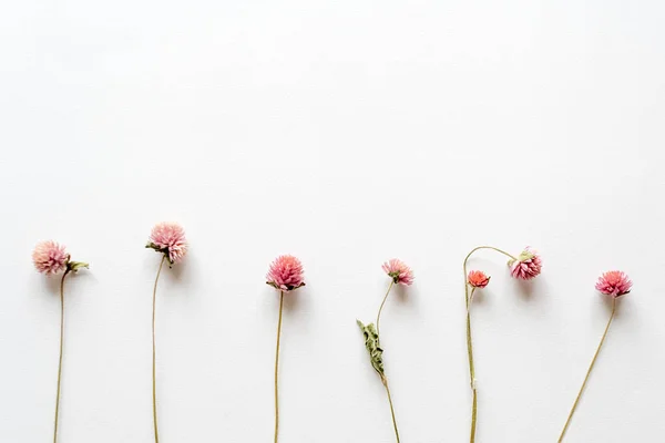 Rózsaszín szárított virágok fehér papír alapon. Romantikus virágok. Felülnézet, lapos laikus. — Stock Fotó