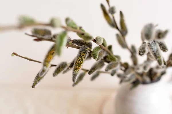Chatte saule fleurs branches. chatons de saule dans un vase — Photo