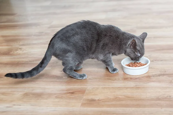 Cat eating wet food from white bowl on wooden floor