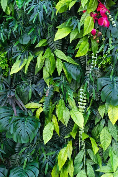 Tropické listí a květiny v pozadí. Přírodní zázemí svislé zahrady s tropickým zeleným listem — Stock fotografie