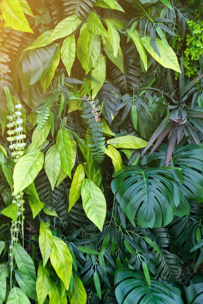 Tropikal yapraklar ve çiçekler arka plan. Tropikal yeşil yapraklı dikey bahçenin doğa arka planı