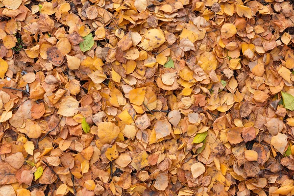 Orange automne feuilles fond. Arrière-plan coloré de feuilles d'automne tombées pour un usage saisonnier. Les feuilles sèches reposent sur le sol. Espace pour le texte . — Photo