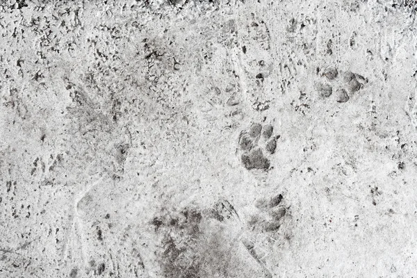 Dog foot prints on concrete floor. Animal paws, tracks imprinted on concrete surface background.