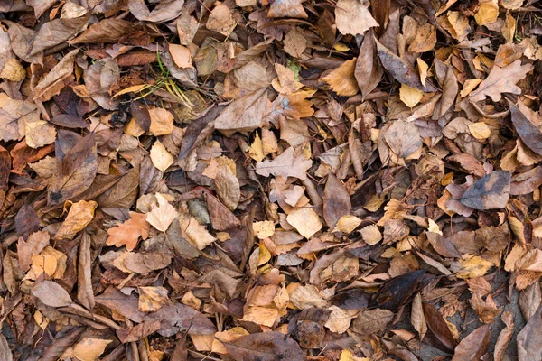 Feuilles d'automne sèches de couleurs orange et marron. Gros plan. Fond sombre automne — Photo