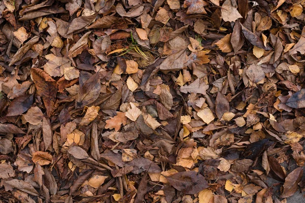 Feuilles d'automne sèches de couleurs orange et marron. Gros plan. Fond sombre automne — Photo