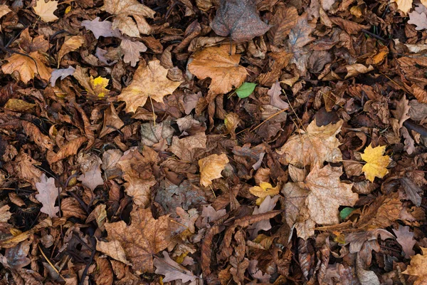 Feuilles d'automne sèches de couleurs orange et marron. Gros plan. Fond sombre automne — Photo