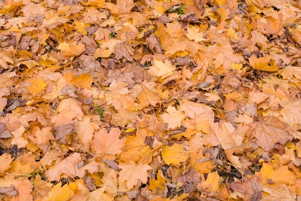 Orange automne feuilles fond. Arrière-plan coloré de feuilles d'automne tombées pour un usage saisonnier. Les feuilles d'érable sèches reposent sur le sol. Espace pour le texte . — Photo